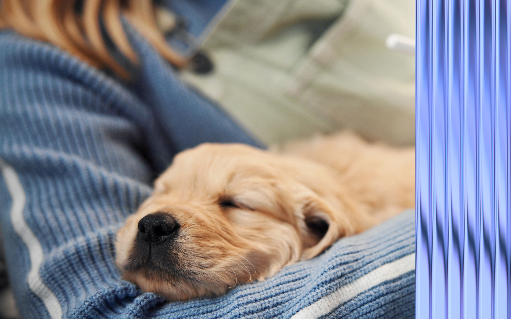 puppy-1.1
